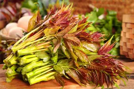 文学｜春天的香椿图片