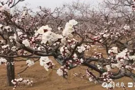 济南特色林果花海旅游季开幕！这份赏花攻略分享给您图片