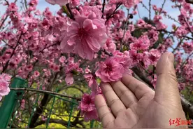 春到“哪吒故里”！宜宾七星山千亩桃花盛开，当地正规划建设陈塘关南广古镇图片