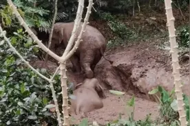 野生亚洲象坠入深水坑！象救不了，人来了图片
