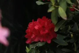 轿子山马缨花即将绽放 满满的回忆杀来一波图片