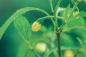 阴阳平衡，舒导肝气图片