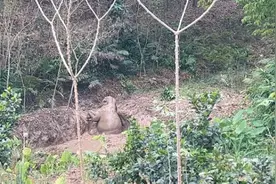 坠入深坑！象救象没成，人给救上来了图片