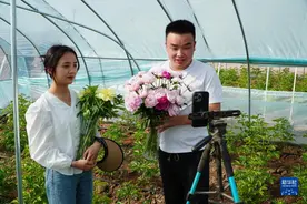 山东菏泽：芍药鲜切花产销旺图片