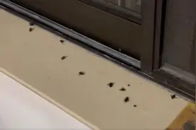 居民崩溃！苍蝇每天盘旋窗外，天热时铺天盖地，只因楼下邻居……图片