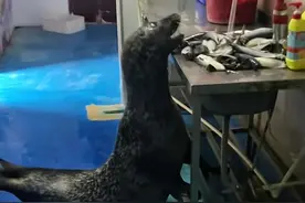 海豹偷溜进厨房找鱼吃，饲养员：它是“职场老油条”了，年龄大、心眼多图片