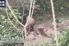 象救象→人救象 暖心接力救援成功了！图片