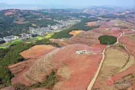 云南师宗：桃花盛开春满园 孕育致富新希望图片