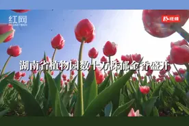 春天的影像诗丨湖南省植物园数十万株郁金香盛开 引来无数市民打卡图片