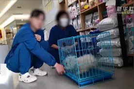 “宠物医生也是医生，也要具备医德医风”！部分宠物医院收费乱象调查图片