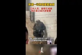新疆一动物园猩猩抽烟，工作人员：曾帮它戒烟但它自己会问游客要图片