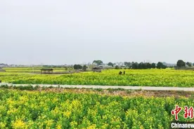 “中国菜籽油之乡”三产融合激活“一壶油”工程图片