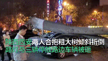 狂风吹！大树倒地砸3车！司机：自己的车基本报废！图片