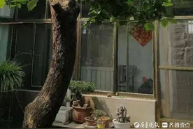 婵的挣扎与无奈图片
