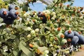 花都“小”蓝莓，种出大产业图片