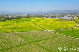 崇阳县青山镇铺前村：3000亩七彩油菜花惊艳绽放图片