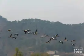 再会！千余只黑颈鹤飞离云南会泽保护区图片