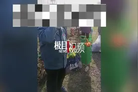 6名老人组团偷菜，菜农抓获后又心软放走，村干部：遇到过多次图片