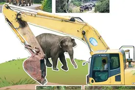 大象的致谢图片