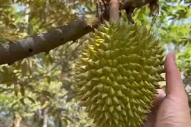 云南发现抗寒榴莲树？当地已保护，水果科普博主：一棵树难实现榴莲自由视频封面