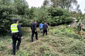 无人机找牛，真牛！图片