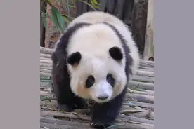 注意！大熊猫“花花”这几天“不上班”图片