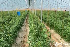 追光的新农人｜王红洋：用勤劳双手建设美丽乡村 四季蔬果飘香科技大棚图片