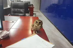 猫头鹰飞进派出所“赖”着不走？警察送相关部门救治图片