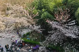 赏樱观景、快闪打卡……上海虹口打造环虹口足球场文化消费圈图片