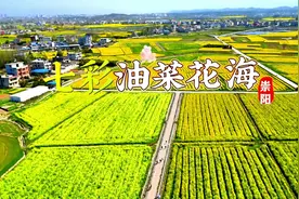 崇阳“醉”美春色，就在这片花海......图片