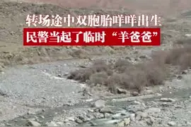 转场途中双胞胎咩咩出生 民警当起了临时“羊爸爸”图片