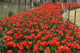 浙大紫金港校区恢复对公众开放，附近居民：满足了我对春天的所有幻想图片