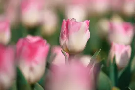 樱花、郁金香迎来最佳观赏期，这份攻略带你玩转苏州“百花节”图片