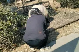 男子私闯动物园面对面逗大熊猫，园方回应图片