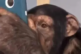 喊停！上海动物园这幕引争议，万一越来越多人这么做……图片