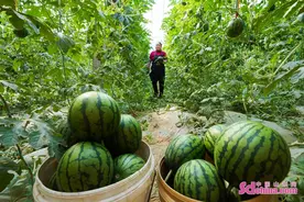 山东邹平：多种产业模式强村富农图片