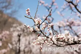 春天里的陕西丨西咸新区太平镇万亩杏花次第绽放图片