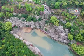 省植物园的吉野樱开花啦！ 专家说，降温降雨对樱花暂时影响不大图片