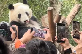 顶流大熊猫“花花”放假休息  弟弟“和叶”上位图片