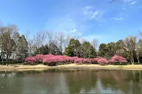 好摄之友|春日里的校园，赴一场春天之约图片