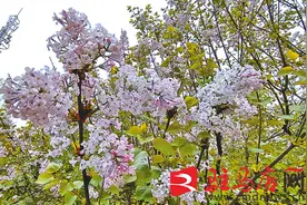 丁香花开满枝头图片