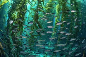 南海物说｜春分时节，跟我去海里看花图片