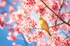 今日春分｜最是一年春好处，莫负好春光图片