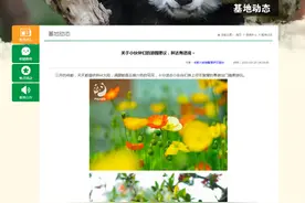 大熊猫喜欢安静 熊猫基地提醒：参观时不要用闪光灯图片