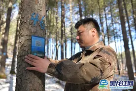 龙江森工集团：树木挂上“身份证”  苗木生长可视化图片