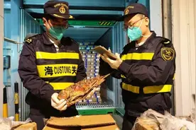 最长可达60厘米！文莱进口锦绣龙虾首次“登陆”上海图片