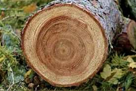 树木年轮，一圈就代表一年吗？图片