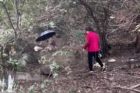 刮风下雨一天不落，杭州68岁奶奶投喂路边流浪动物13年图片