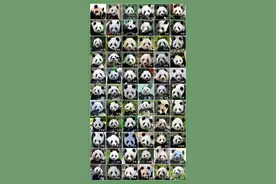 图说·顶流明星②｜傻傻分不清？盘点旅居海外熊猫界“网红”图片