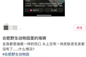 网传合肥野生动物园海狮伤痕累累？动物园回应：处于换毛期图片
